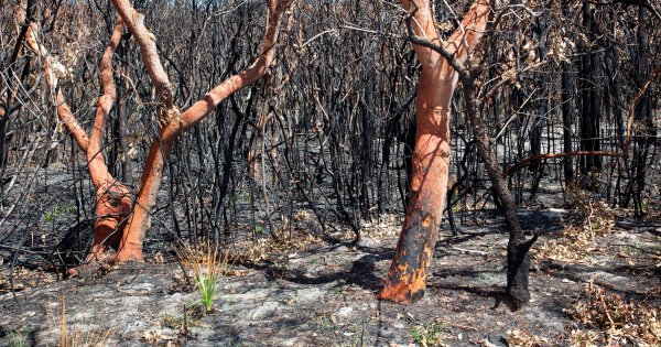 Bushfire story