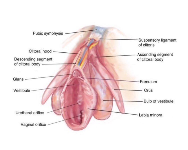 Correct clitoral anatomy 2