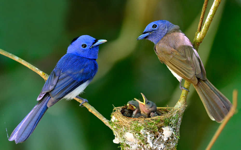 Nest parenting, or birds nest parenting, where the child or children remain in the nest, and the parents come and go as the parent in charge. Picture: Shutterstock 